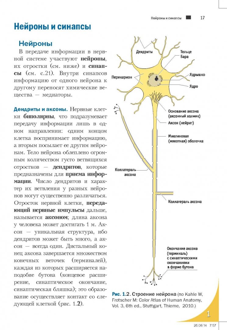 Иллюстрация 10 из 27 для Топический диагноз в неврологии по Петеру Дуусу. Анатомия. Физиология. Клиника - Бер, Фротшер | Лабиринт - книги. Источник: Лабиринт