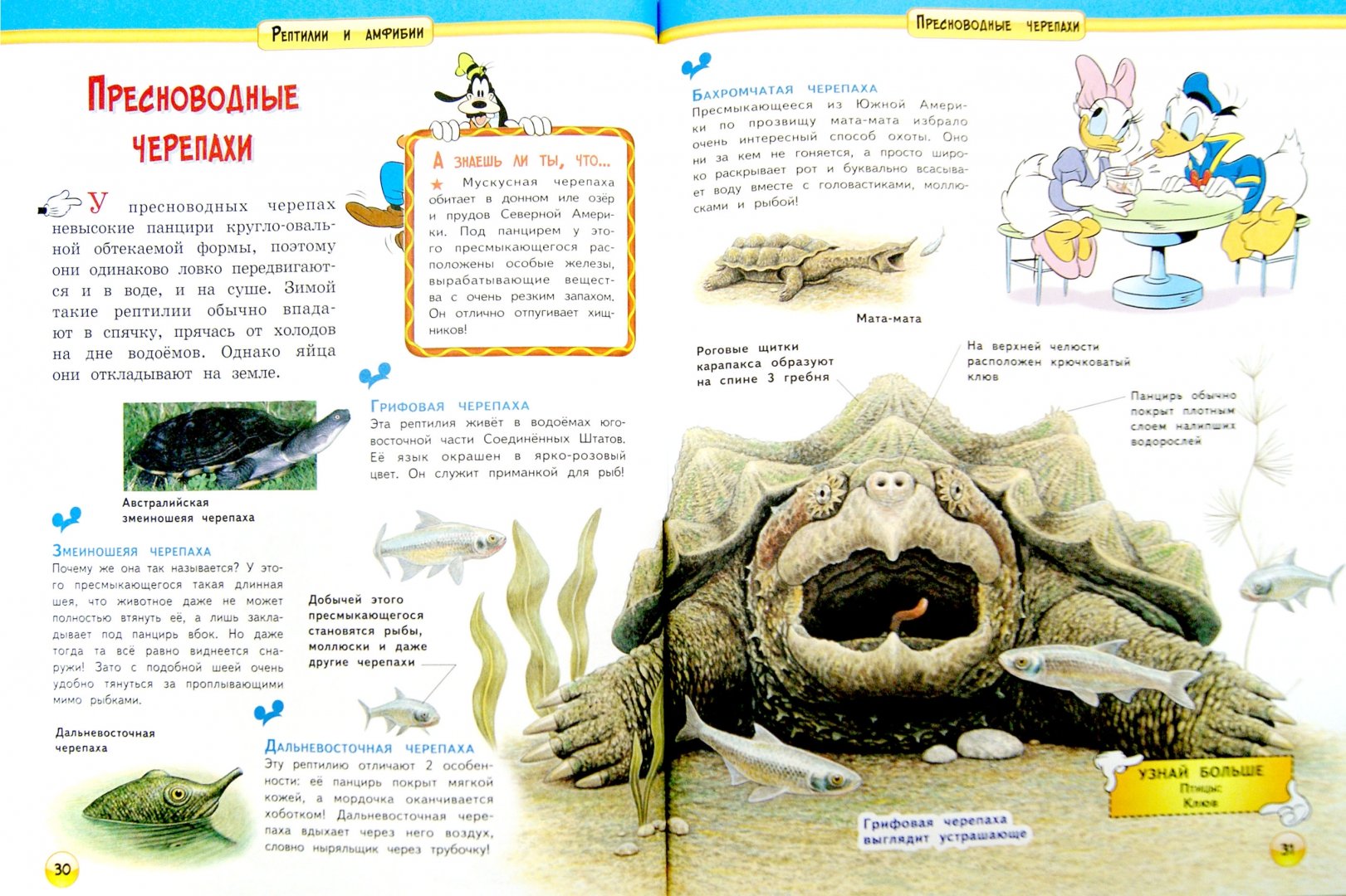 Иллюстрация 1 из 13 для Рептилии и амфибии | Лабиринт - книги. Источник: Лабиринт