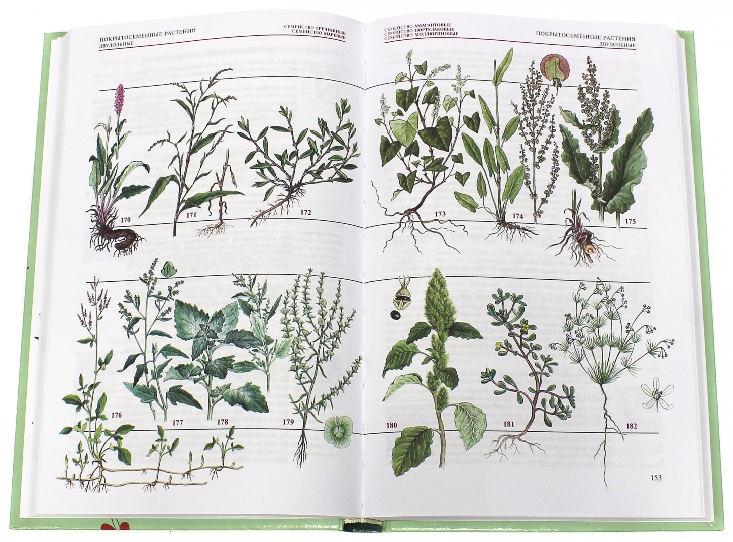 Иллюстрация 1 из 34 для Популярный атлас-определитель. Дикорастущие растения - Новиков, Губанов | Лабиринт - книги. Источник: Лабиринт