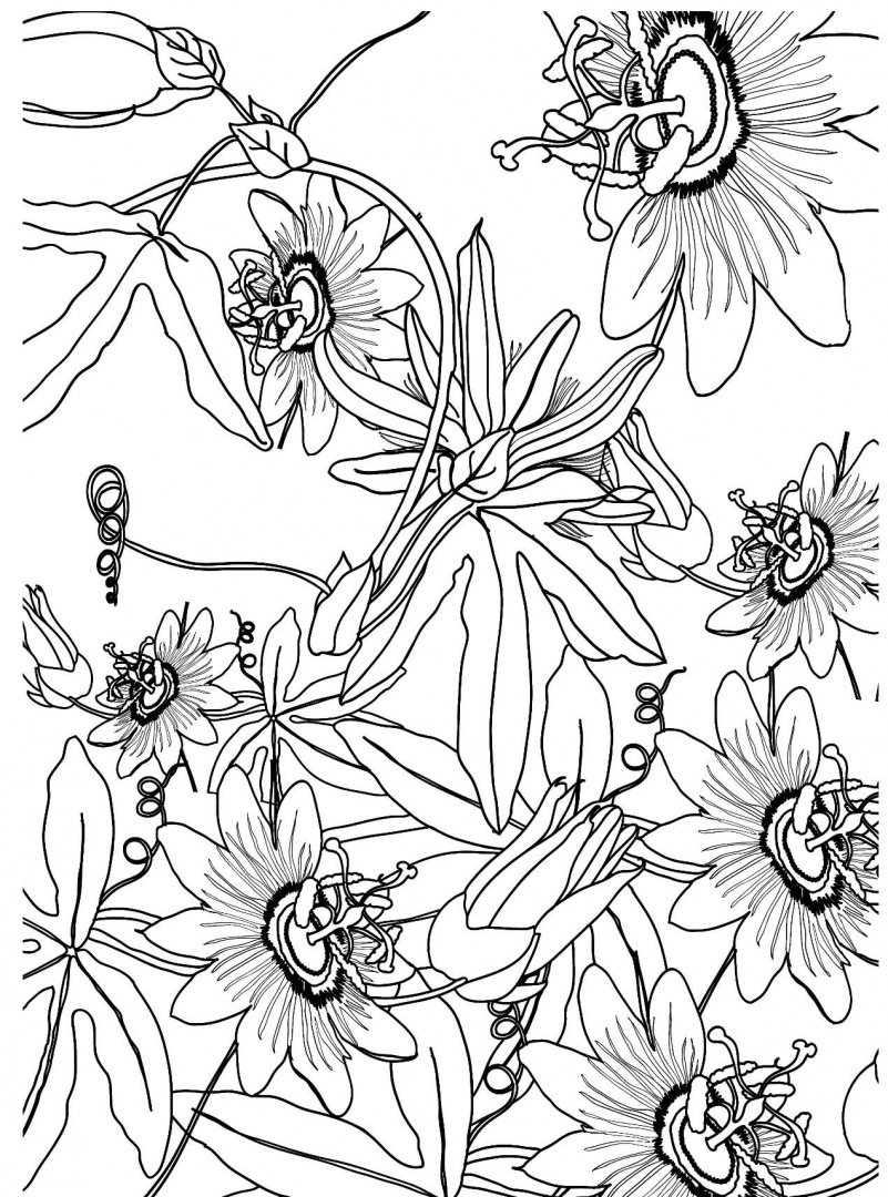 Иллюстрация 8 из 22 для Дивный сад. Раскраска-антистресс | Лабиринт - книги. Источник: Лабиринт