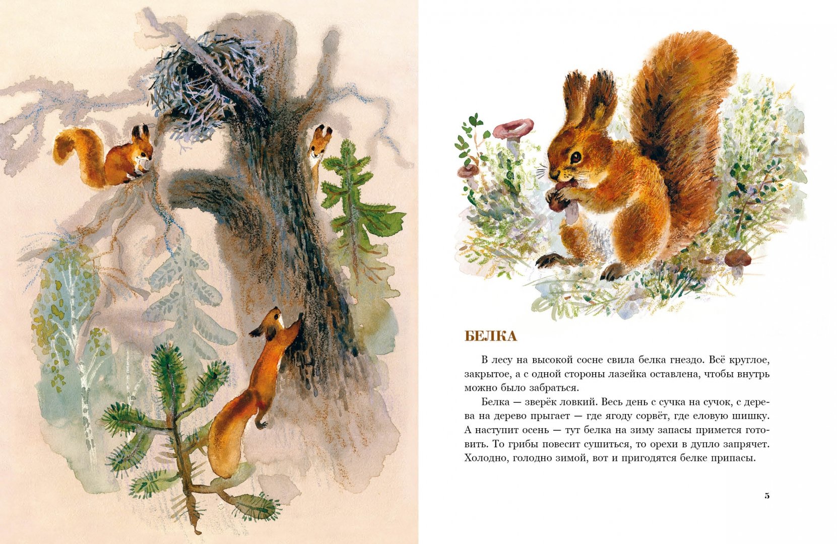 Иллюстрация 1 из 61 для В нашем лесу - Вера Чаплина | Лабиринт - книги. Источник: Лабиринт