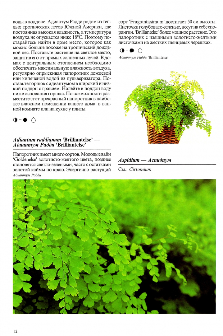 Иллюстрация 5 из 48 для Комнатные растения - Нико Вермейлен | Лабиринт - книги. Источник: Лабиринт