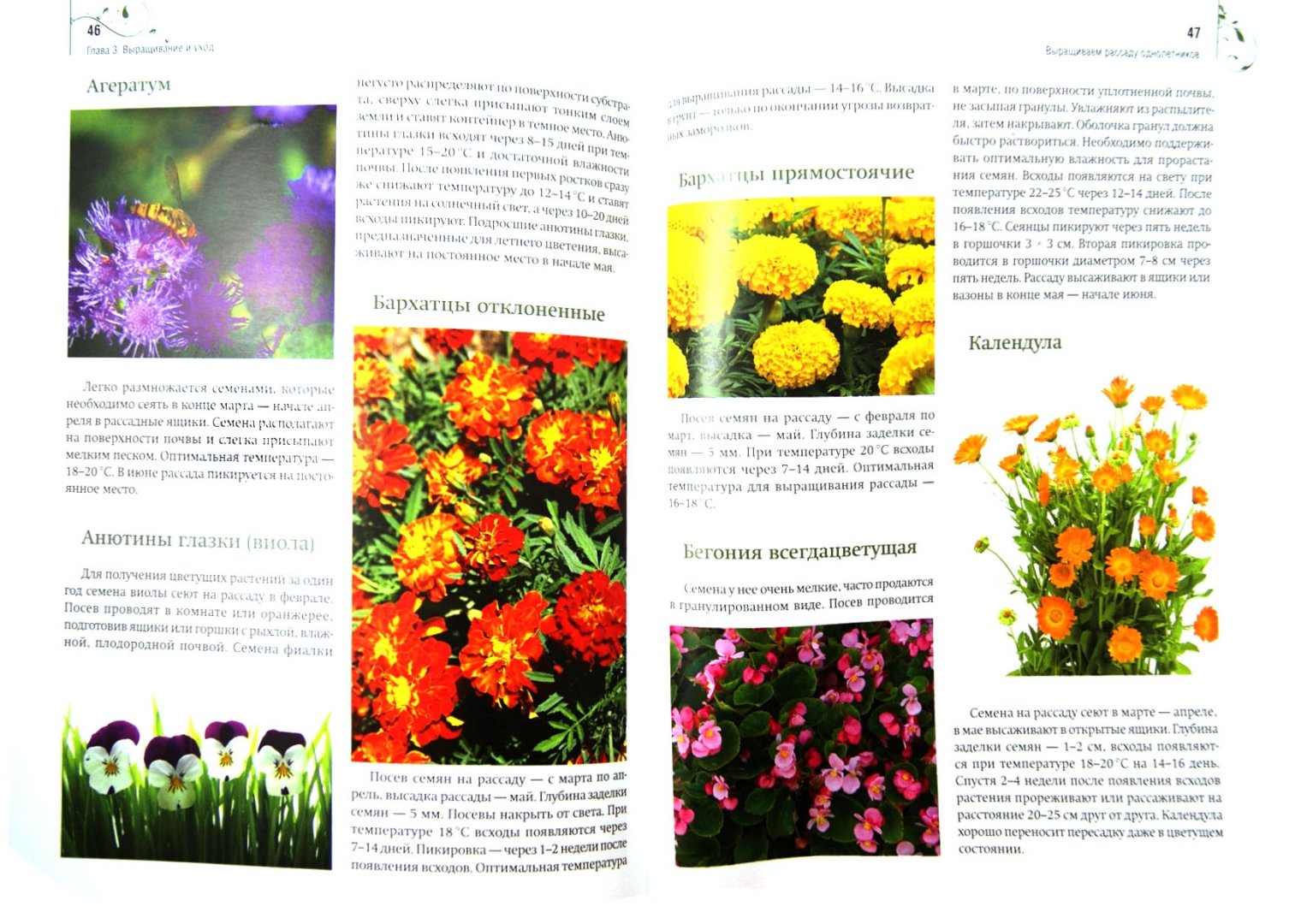 Иллюстрация 1 из 16 для Цветы на балконе и лоджии + Комнатные растения дарят здоровье + семена | Лабиринт - книги. Источник: Лабиринт
