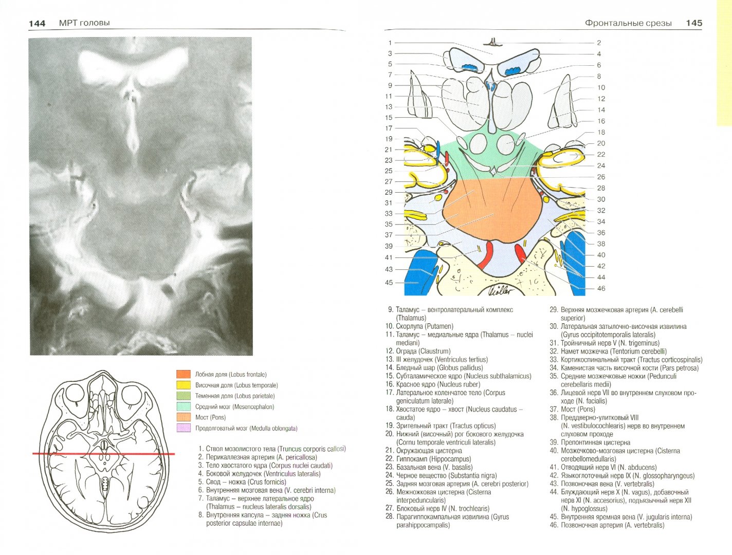 Иллюстрация 1 из 6 для Атлас секционной анатомии человека на примере КТ- и МРТ-срезов. Том 1. Голова и шея - Меллер, Райф | Лабиринт - книги. Источник: Лабиринт