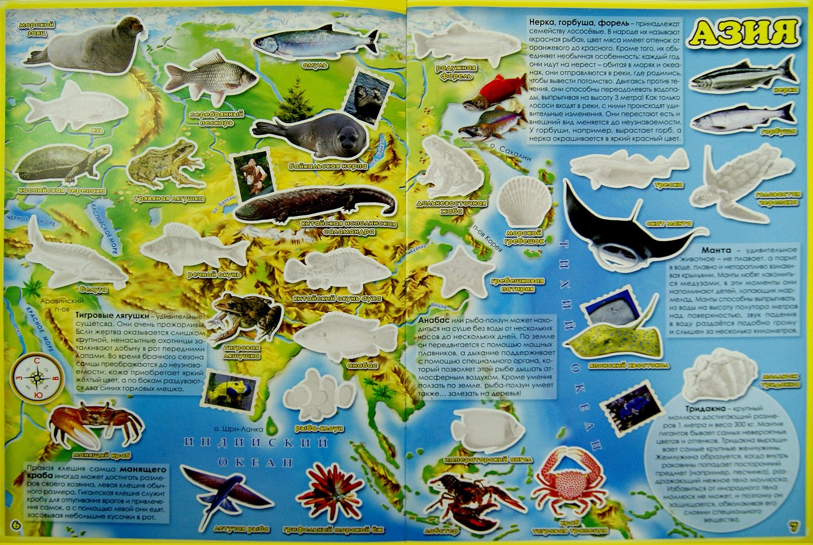 Иллюстрация 4 из 22 для Обитатели рек, морей и океанов. Атлас мира с наклейками | Лабиринт - книги. Источник: Лабиринт