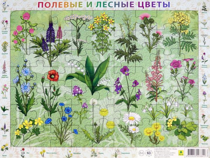 Пазл. Полевые и лесные цветы России, 63 элемента. купить пазлы | Лабиринт