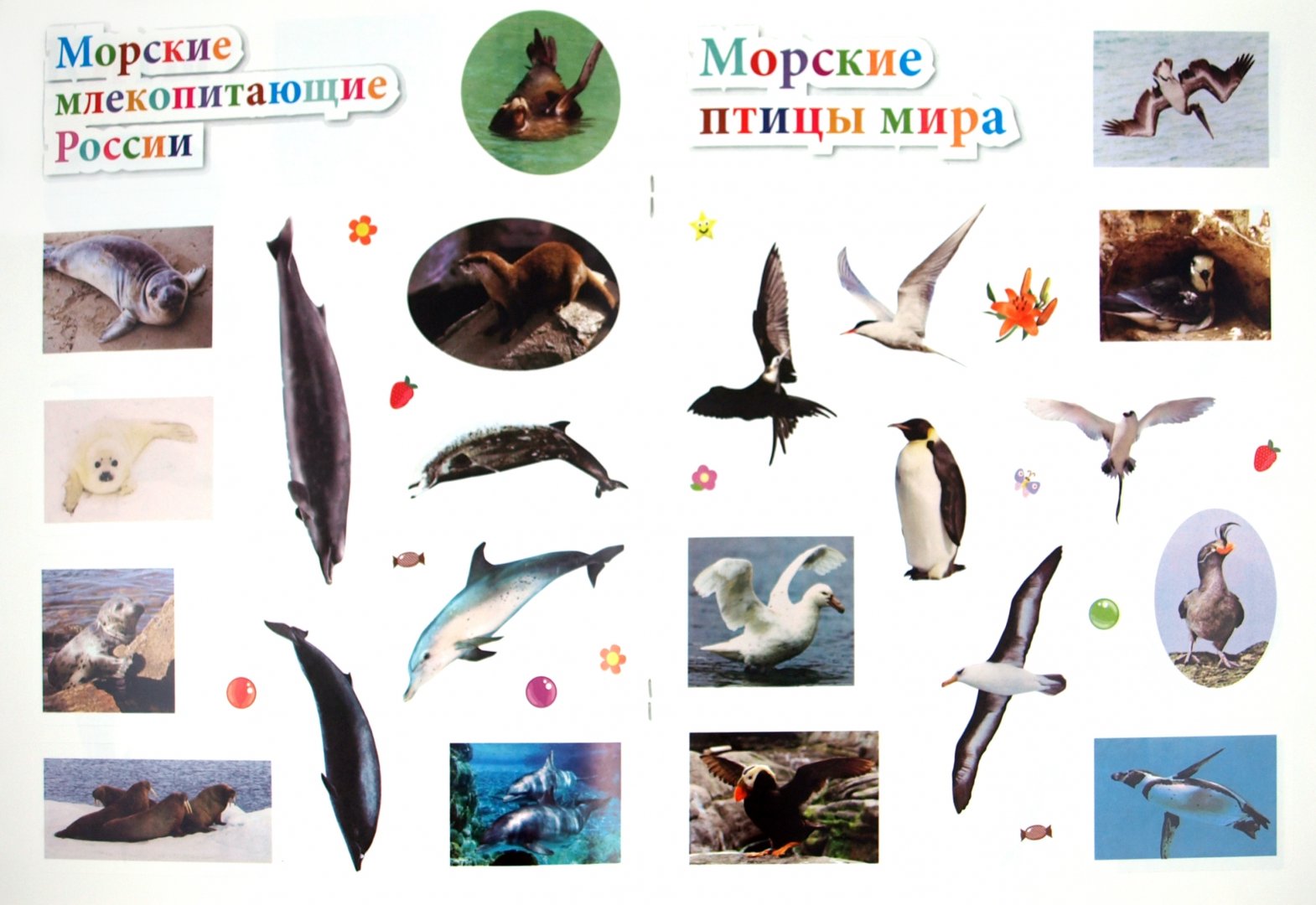Иллюстрация 1 из 11 для Морские животные. 45 интересных фактов - Наталья Костина | Лабиринт - книги. Источник: Лабиринт