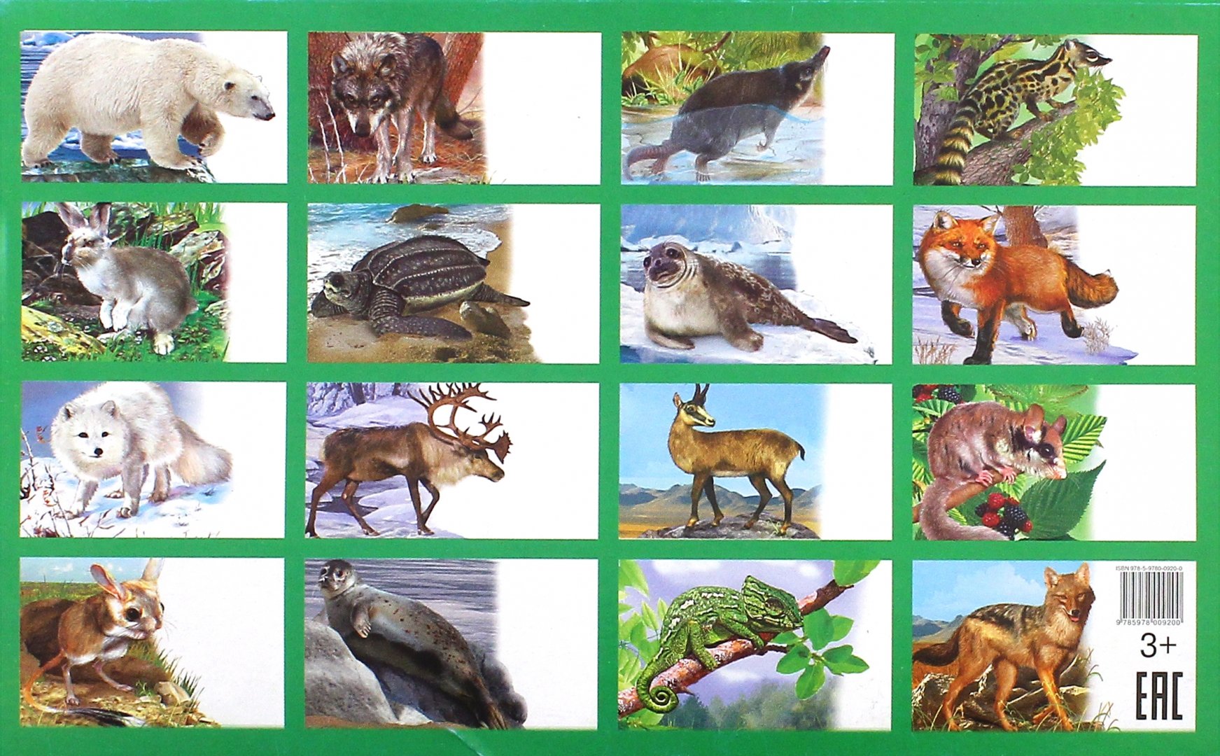 Иллюстрация 2 из 20 для Карточки. Животные Европы | Лабиринт - книги. Источник: Лабиринт