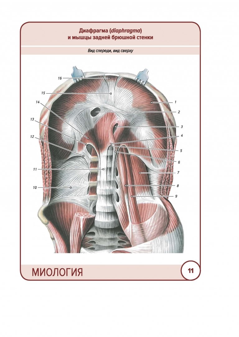 Иллюстрация 2 из 48 для Анатомия человека. Карточки. Миология - Сапин, Николенко, Тимофеева | Лабиринт - книги. Источник: Лабиринт