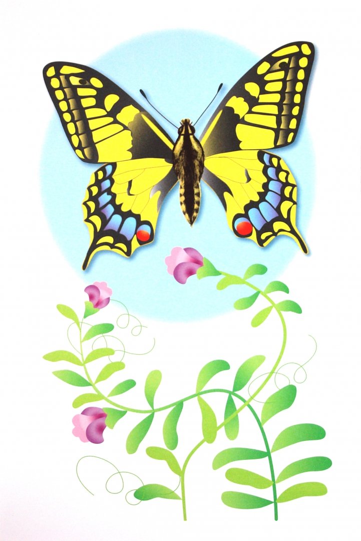 Иллюстрация 1 из 34 для Бабочки. Дидактический материал - Татьяна Куликовская | Лабиринт - книги. Источник: Лабиринт