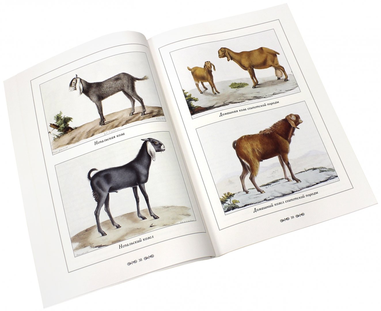 Иллюстрация 2 из 2 для Атлас животных - С. Цыганков | Лабиринт - книги. Источник: Лабиринт