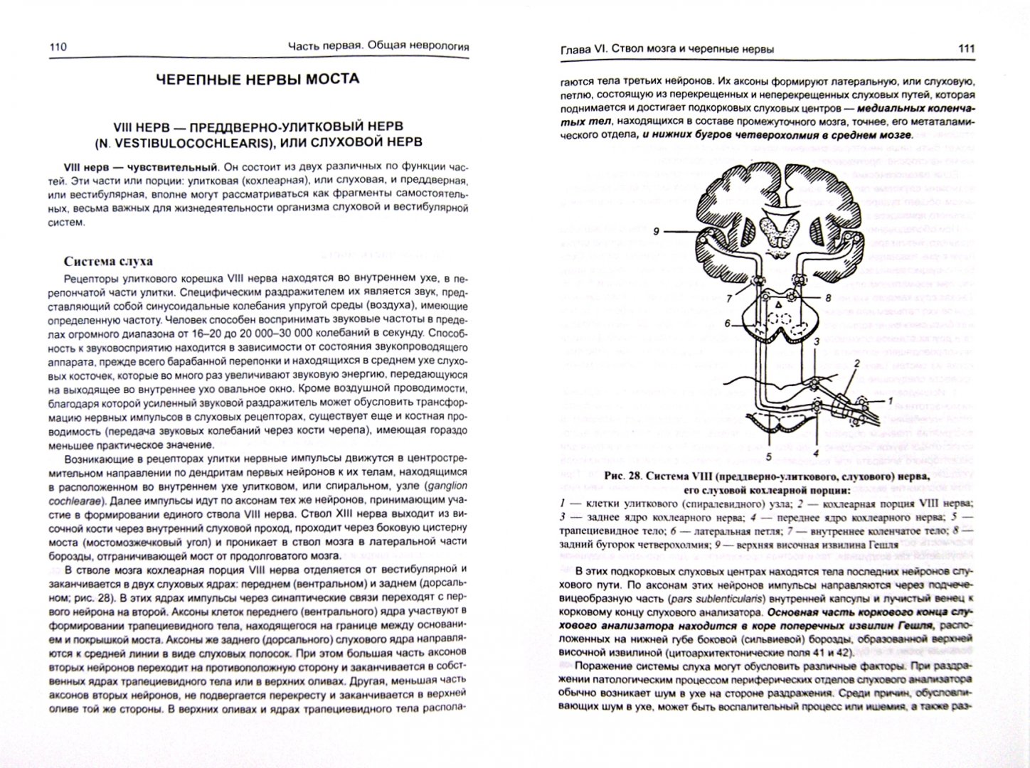 Иллюстрация 1 из 22 для Неврология. Учебник - Анатолий Никифоров | Лабиринт - книги. Источник: Лабиринт