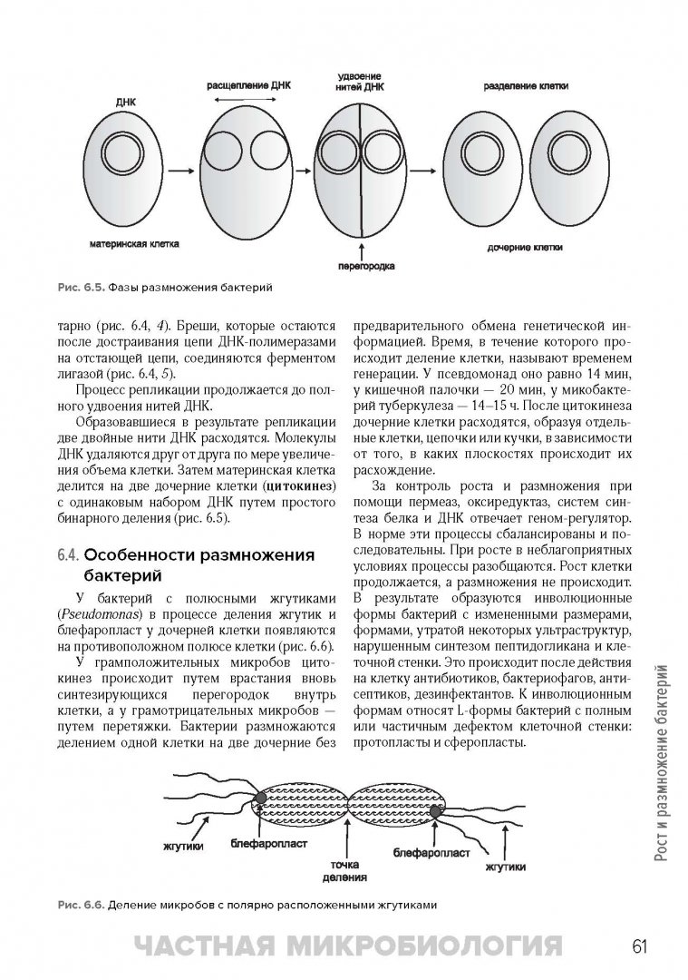 Иллюстрация 13 из 40 для Медицинская микробиология и иммунология. Учебник - Мальцев, Пашков | Лабиринт - книги. Источник: Лабиринт