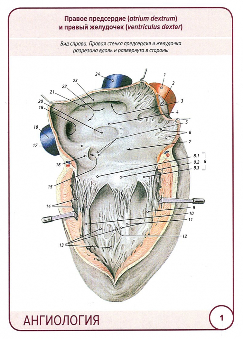 Иллюстрация 1 из 44 для Анатомия человека. Ангиология. Карточки, 45 штук - Сапин, Николенко, Тимофеева | Лабиринт - книги. Источник: Лабиринт