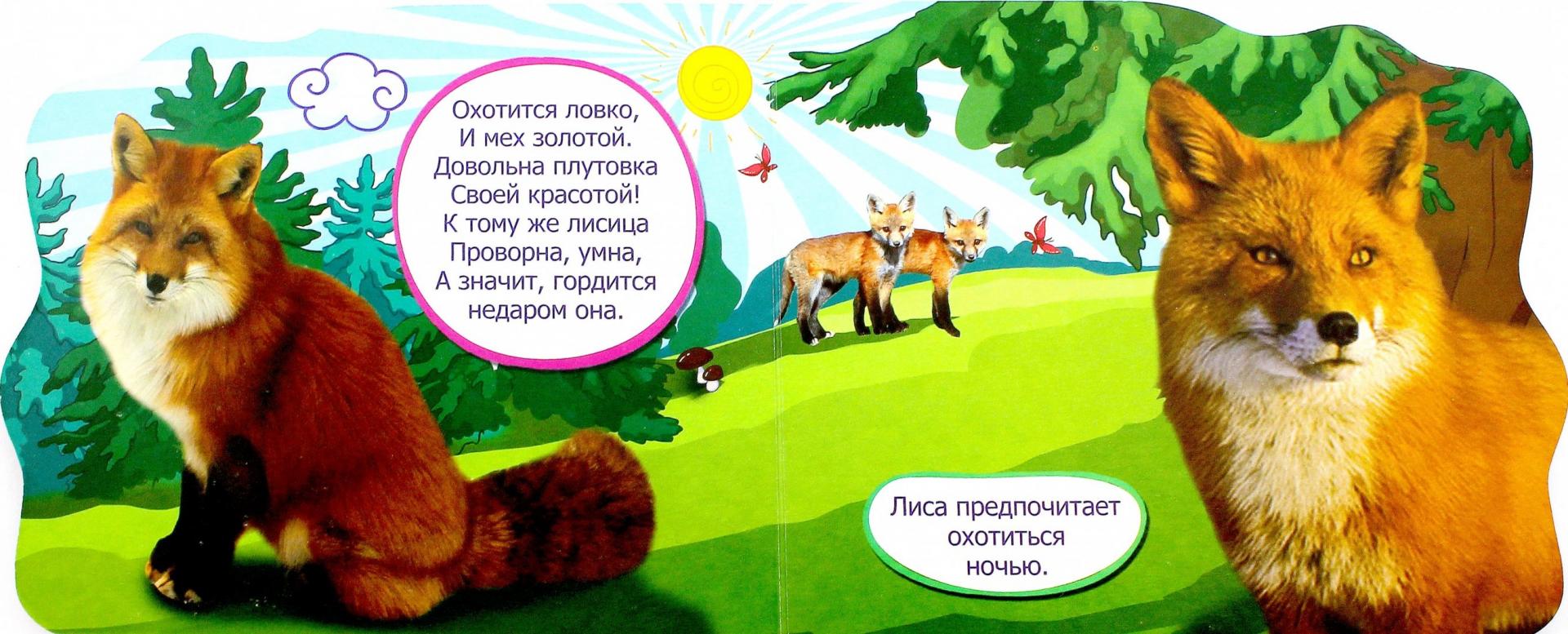 Иллюстрация 1 из 13 для Кто живет в лесу | Лабиринт - книги. Источник: Лабиринт