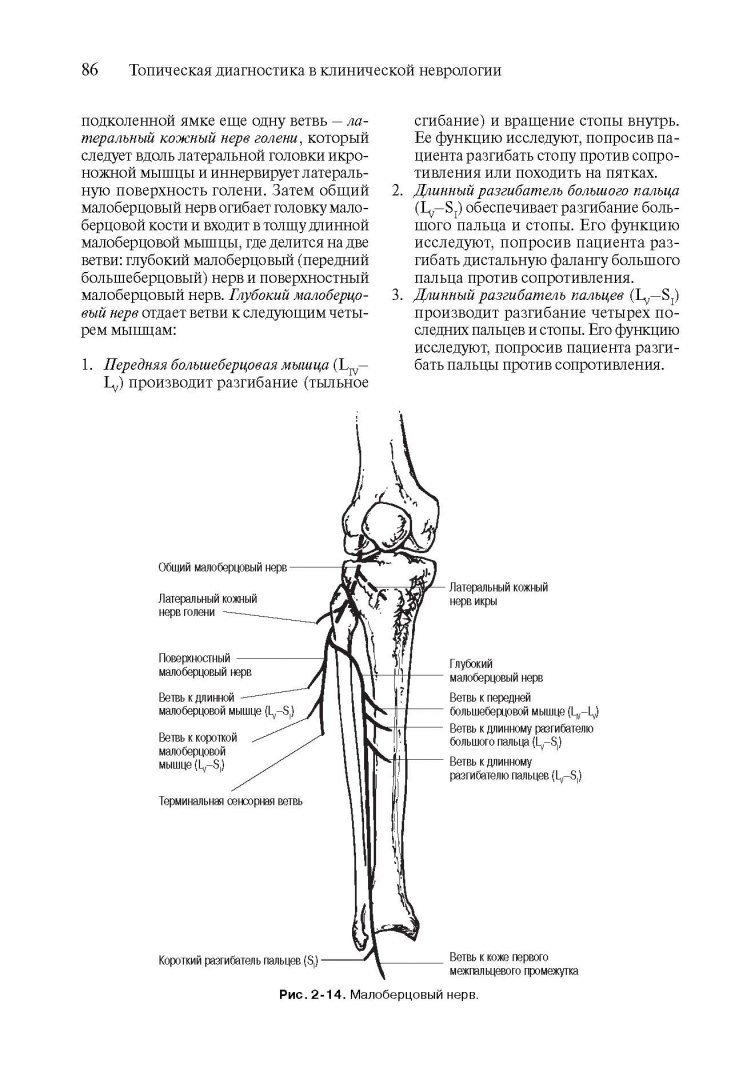 Иллюстрация 14 из 25 для Топическая диагностика в клинической неврологии - Биллер, Бразис, Мэсдью | Лабиринт - книги. Источник: Лабиринт