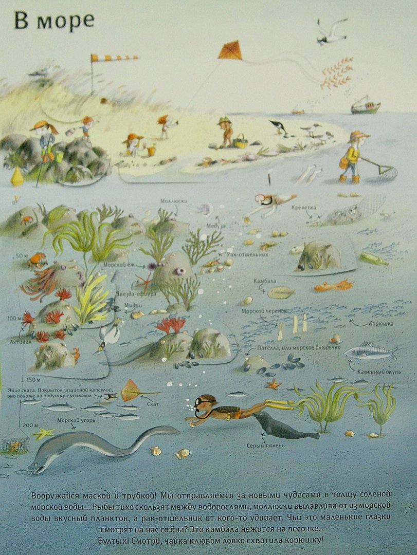 Иллюстрация 1 из 72 для Природа над землей и под землей - Анн-Софи Боманн | Лабиринт - книги. Источник: Лабиринт