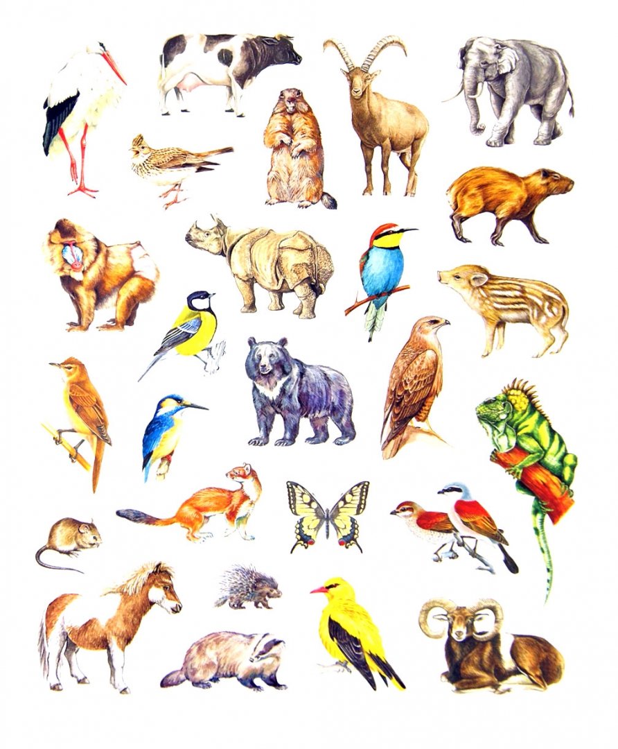 Иллюстрация 1 из 11 для Большая книга развивающих наклеек. Животные | Лабиринт - книги. Источник: Лабиринт