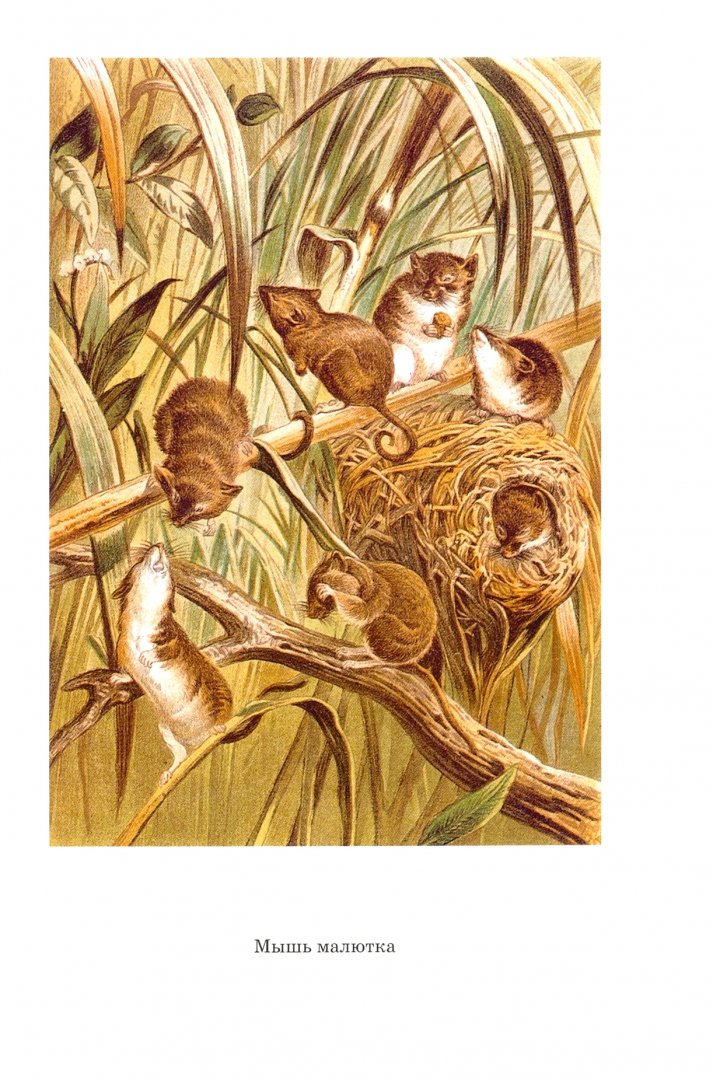 Иллюстрация 5 из 35 для Жизнь животных. В 3-х томах - Альфред Брем | Лабиринт - книги. Источник: Лабиринт