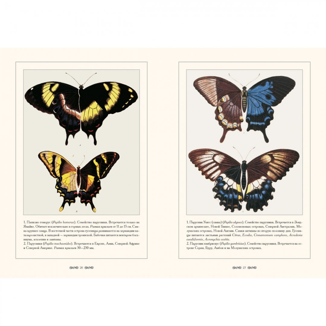 Иллюстрация 1 из 18 для Экзотические бабочки - С. Иванов | Лабиринт - книги. Источник: Лабиринт