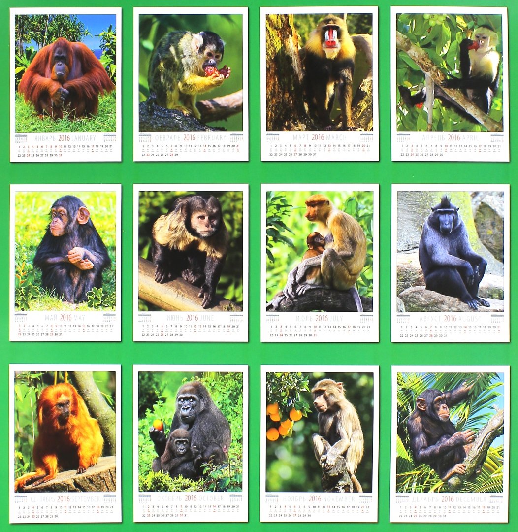 Год обезьяны календари. Календарь с обезьяной. Календарь 2016 год обезьяны. Календарь 2004 год обезьяны. Календарь с обезьянами 2016.