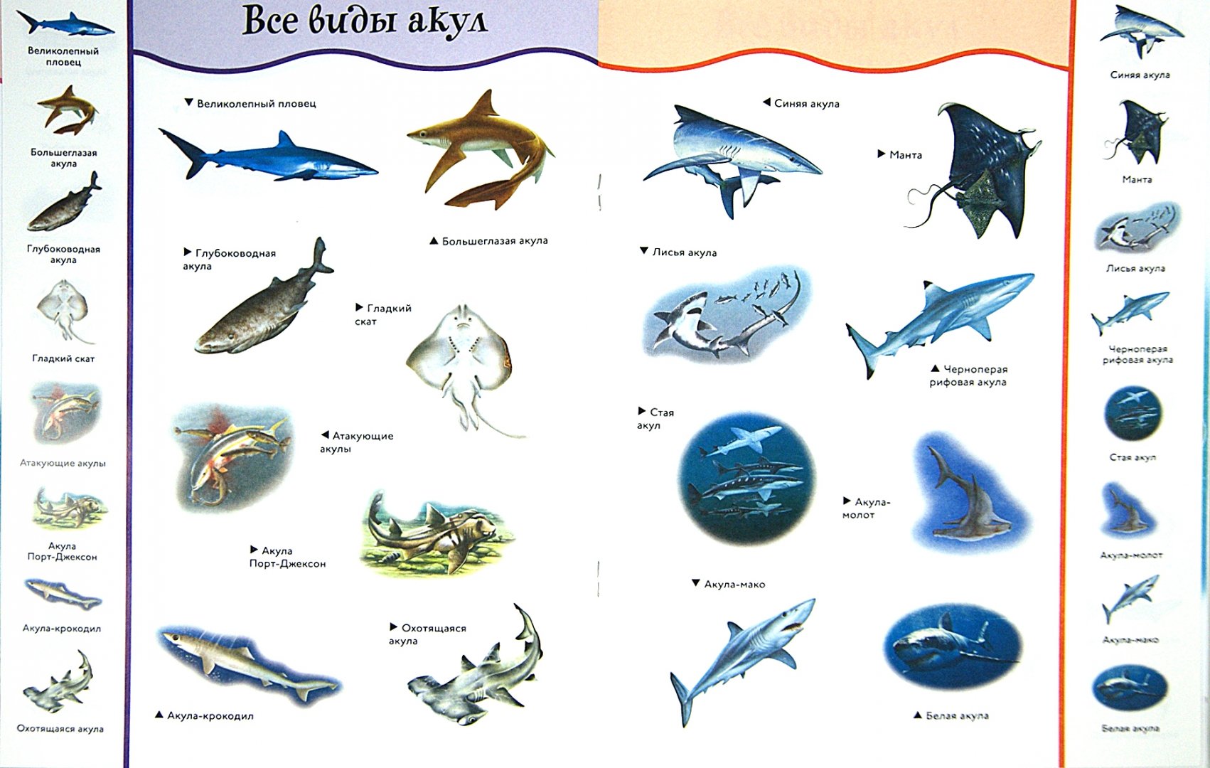 Иллюстрация 1 из 28 для Акулы | Лабиринт - книги. Источник: Лабиринт