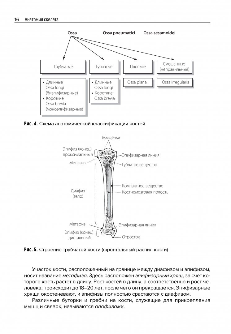Иллюстрация 1 из 28 для Анатомия скелета - Козлов, Гурова | Лабиринт - книги. Источник: Лабиринт