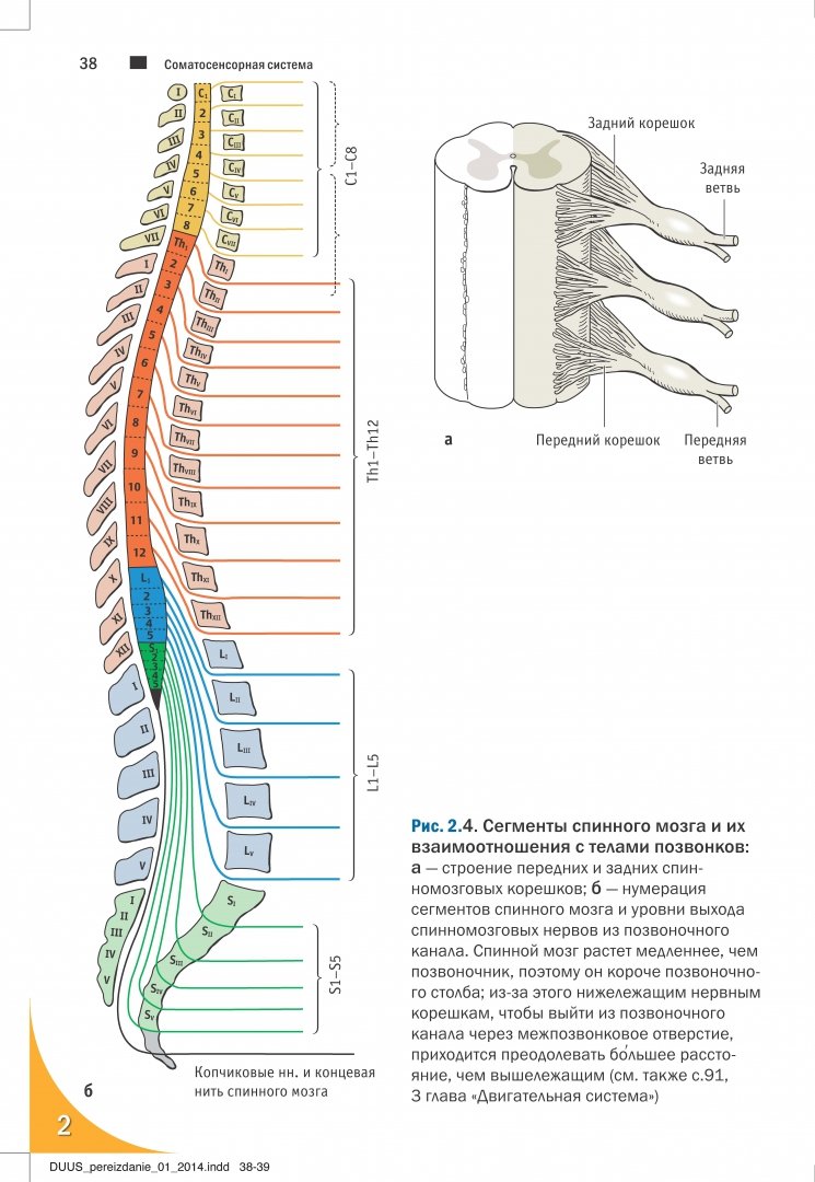 Иллюстрация 5 из 27 для Топический диагноз в неврологии по Петеру Дуусу. Анатомия. Физиология. Клиника - Бер, Фротшер | Лабиринт - книги. Источник: Лабиринт