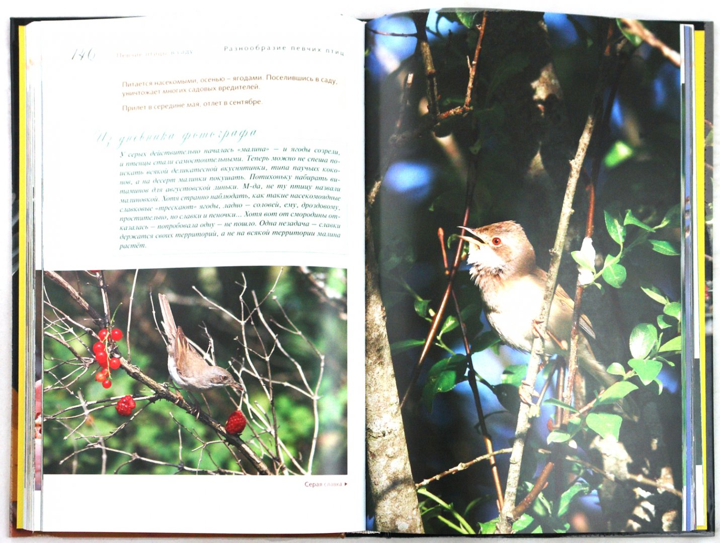 Иллюстрация 1 из 14 для Певчие птицы - Митителло, Хромушин | Лабиринт - книги. Источник: Лабиринт