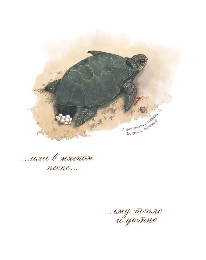 Иллюстрация 14 из 92 для Яйцо любит тишину - Дианна Астон | Лабиринт - книги. Источник: Лабиринт