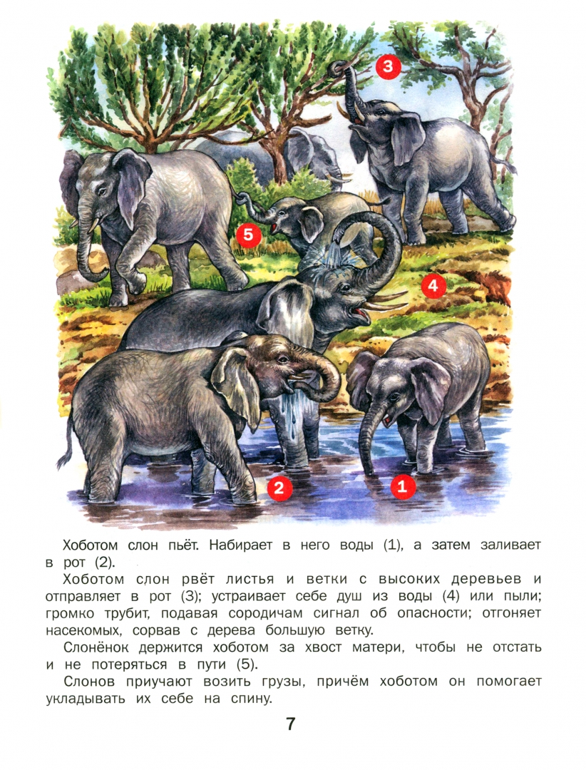 Иллюстрация 2 из 20 для Удивительные животные - Татьяна Комзалова | Лабиринт - книги. Источник: Лабиринт