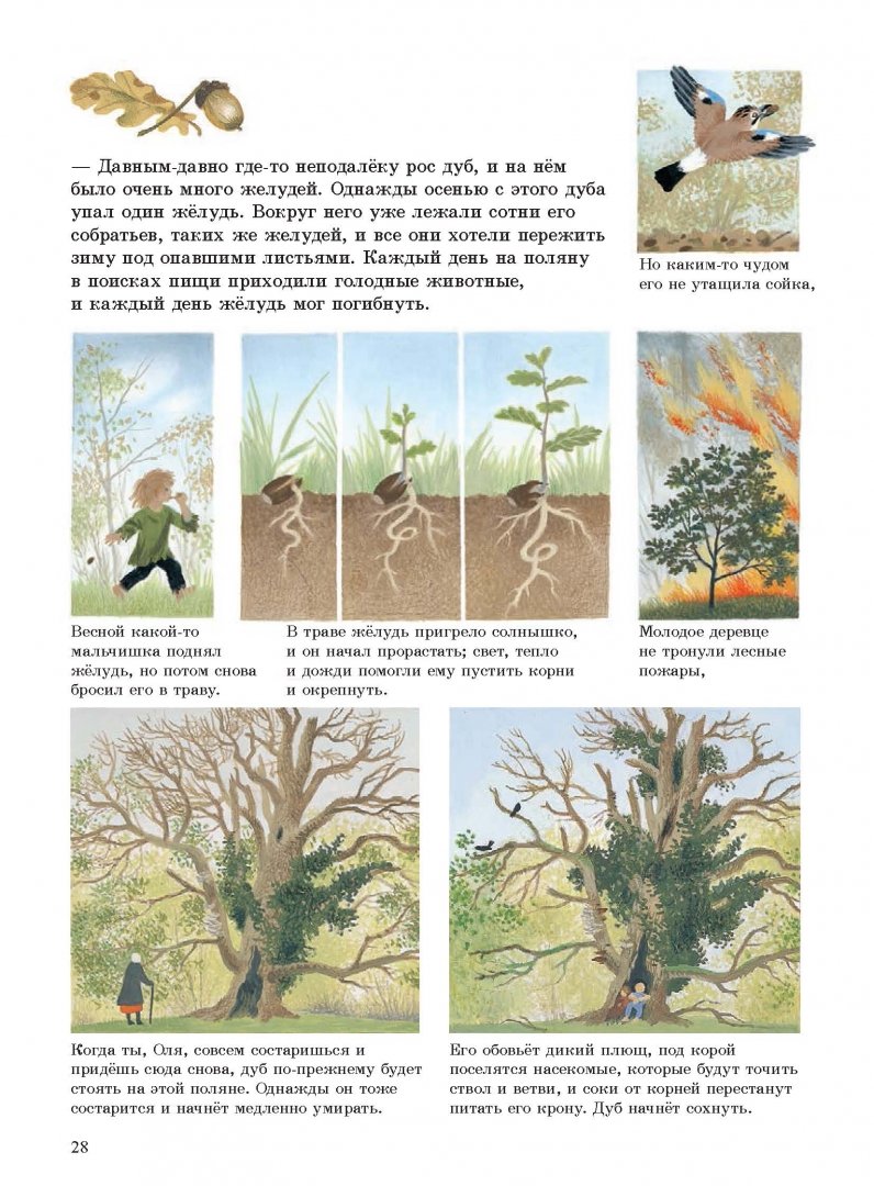 Иллюстрация 24 из 26 для Наше дерево (иллюстрации Герды Мюллер) - Герда Мюллер | Лабиринт - книги. Источник: Лабиринт