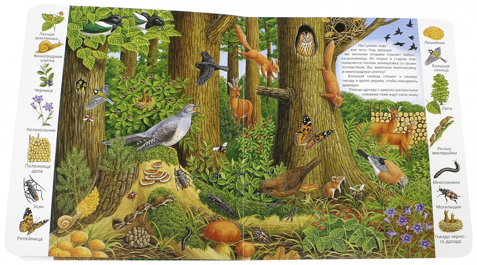 Иллюстрация 1 из 39 для В лесу | Лабиринт - книги. Источник: Лабиринт