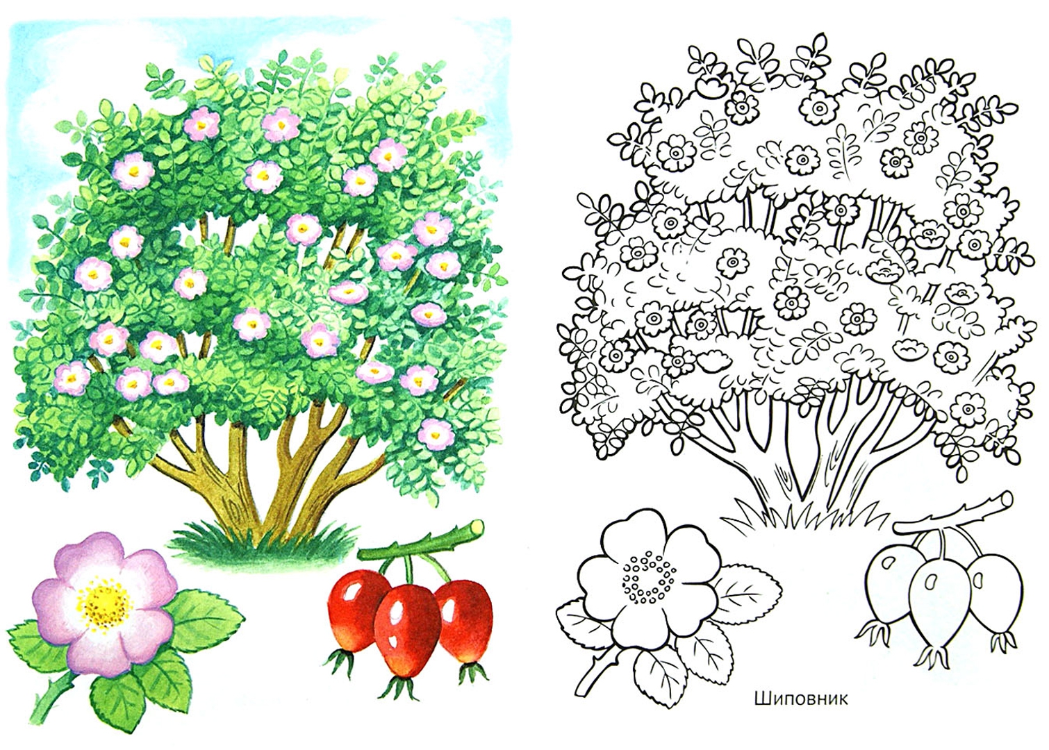Иллюстрация 1 из 4 для Первые уроки. Раскраска "Кустарники и плоды" | Лабиринт - книги. Источник: Лабиринт