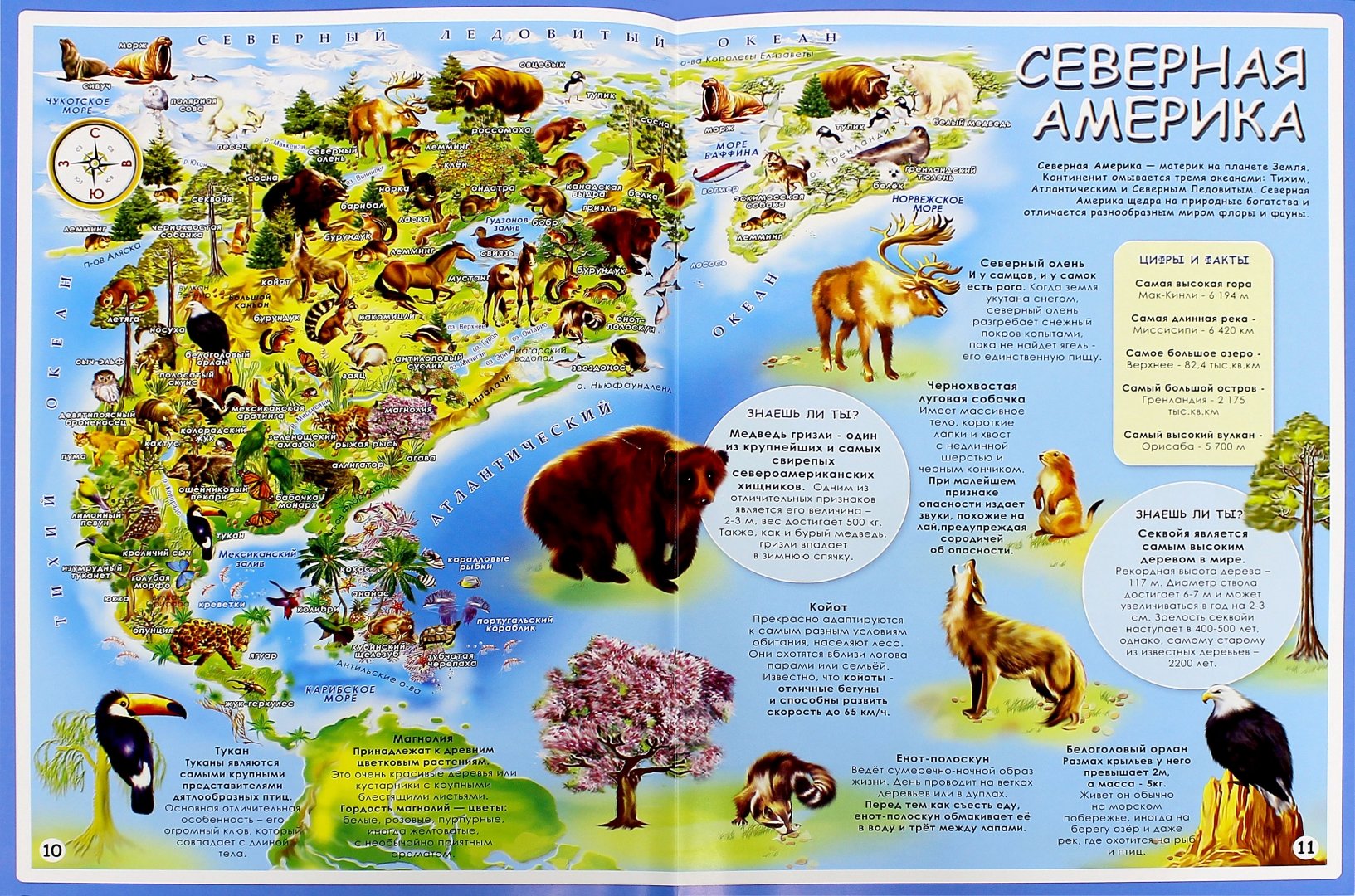 Животный мир северной америки кратко. Животные Северной Америки на карте.