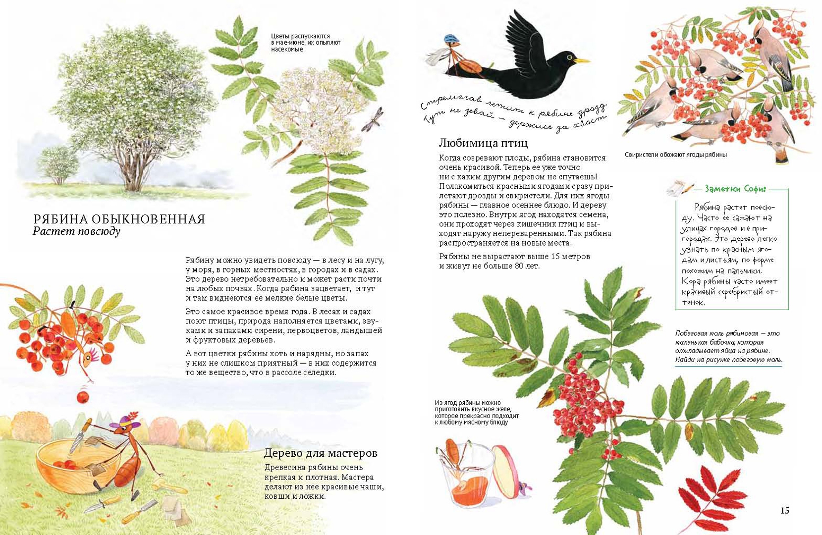 Иллюстрация 27 из 46 для Софи в мире деревьев - Стефан Каста | Лабиринт - книги. Источник: Лабиринт