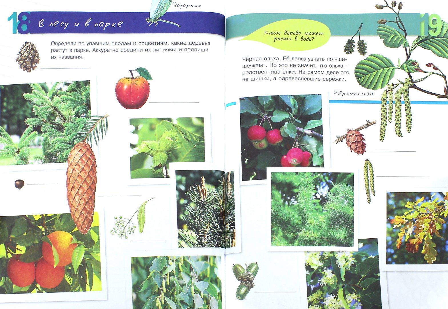 Иллюстрация 1 из 20 для Растения - Петр Волцит | Лабиринт - книги. Источник: Лабиринт
