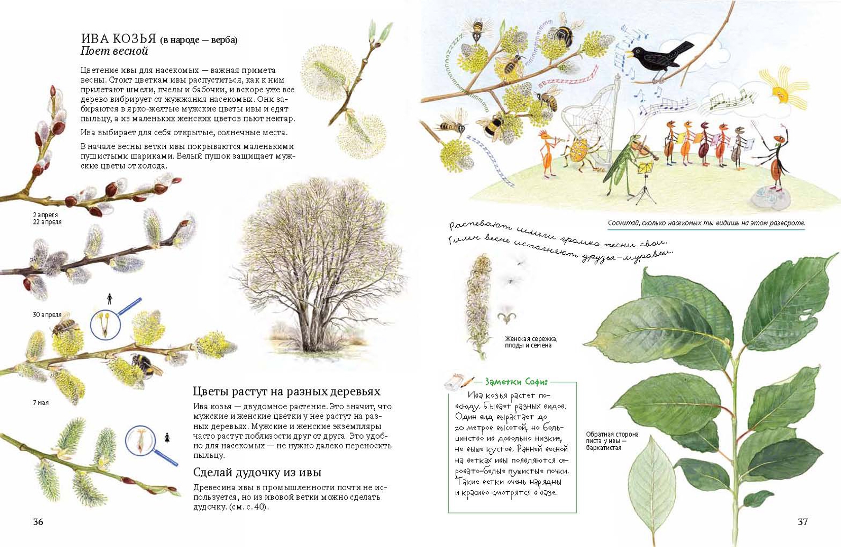 Иллюстрация 12 из 46 для Софи в мире деревьев - Стефан Каста | Лабиринт - книги. Источник: Лабиринт