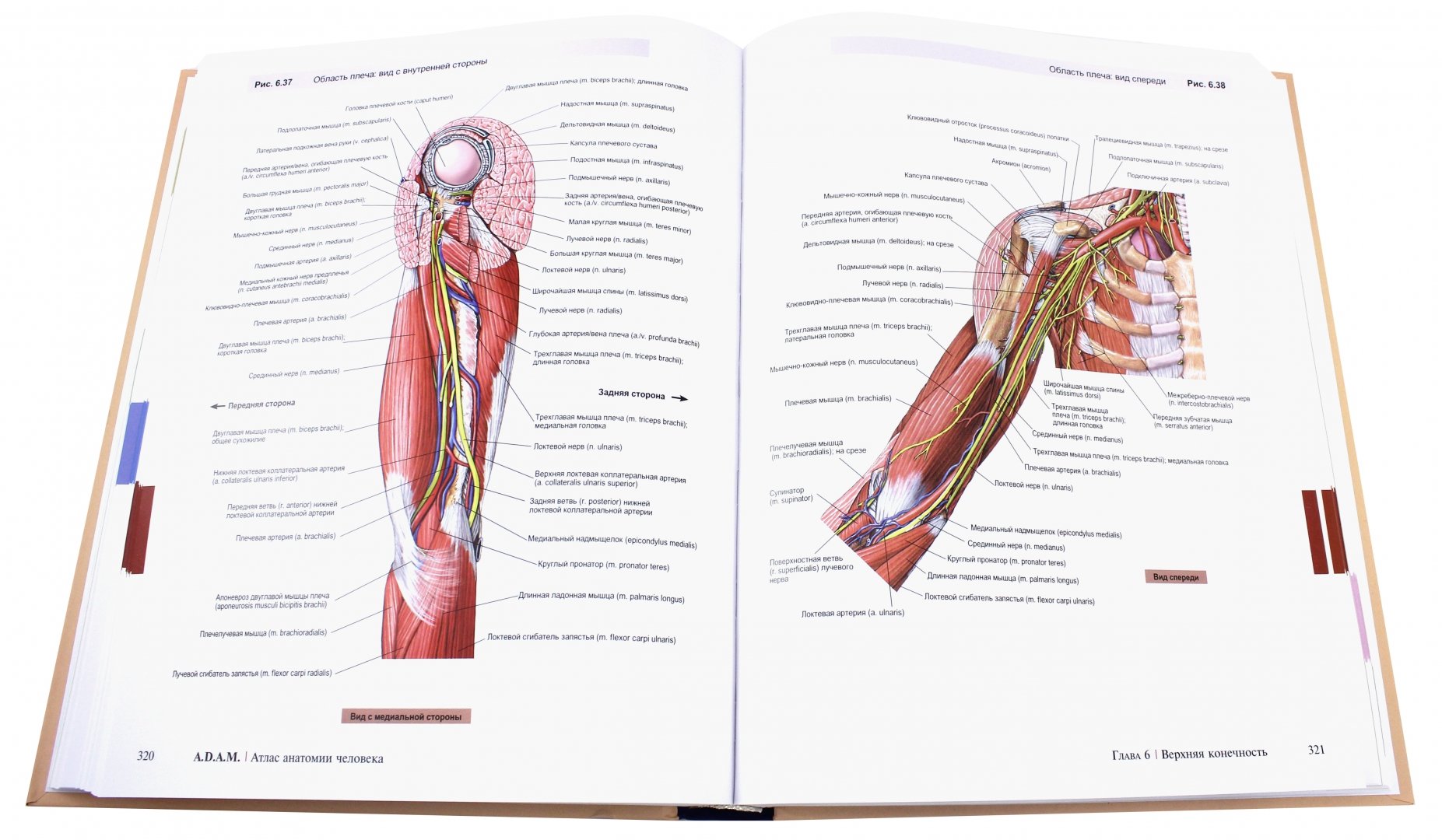 Иллюстрация 2 из 22 для A.D.A.M. Атлас анатомии человека - Олсон, Павлина | Лабиринт - книги. Источник: Лабиринт