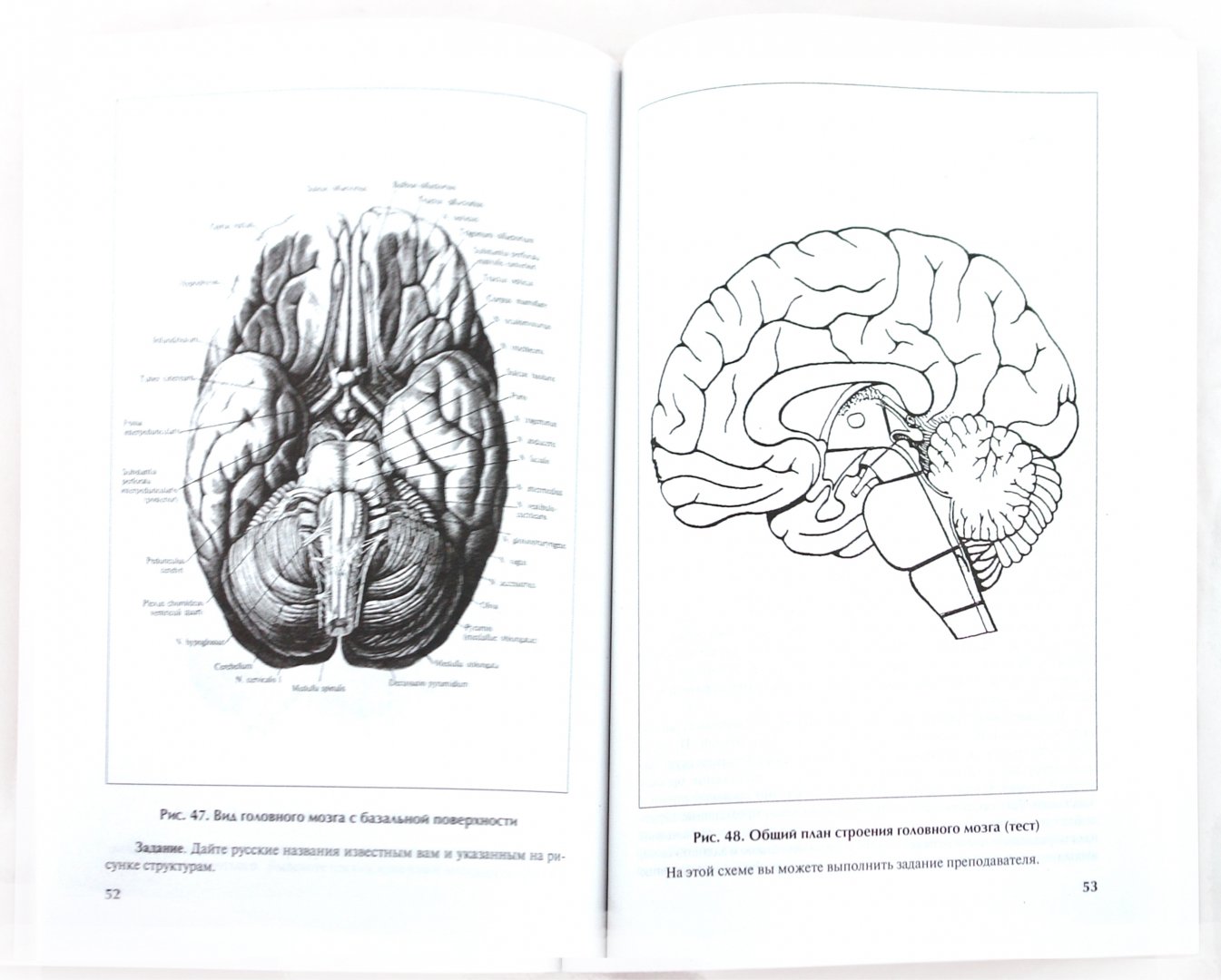 Иллюстрация 1 из 8 для Практическое пособие по анатомии и физиологии центральной нервной системы - Новикова, Полякова, Лебедев | Лабиринт - книги. Источник: Лабиринт