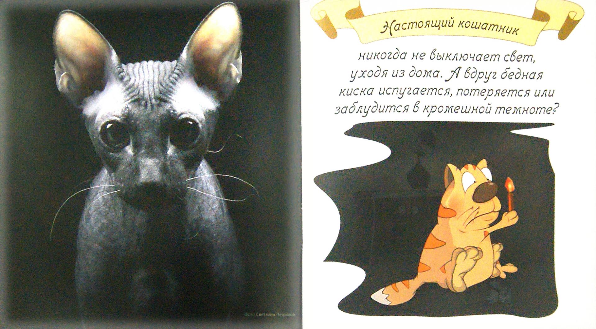 Иллюстрация 1 из 19 для Котики - Евгения Гюнтер | Лабиринт - книги. Источник: Лабиринт