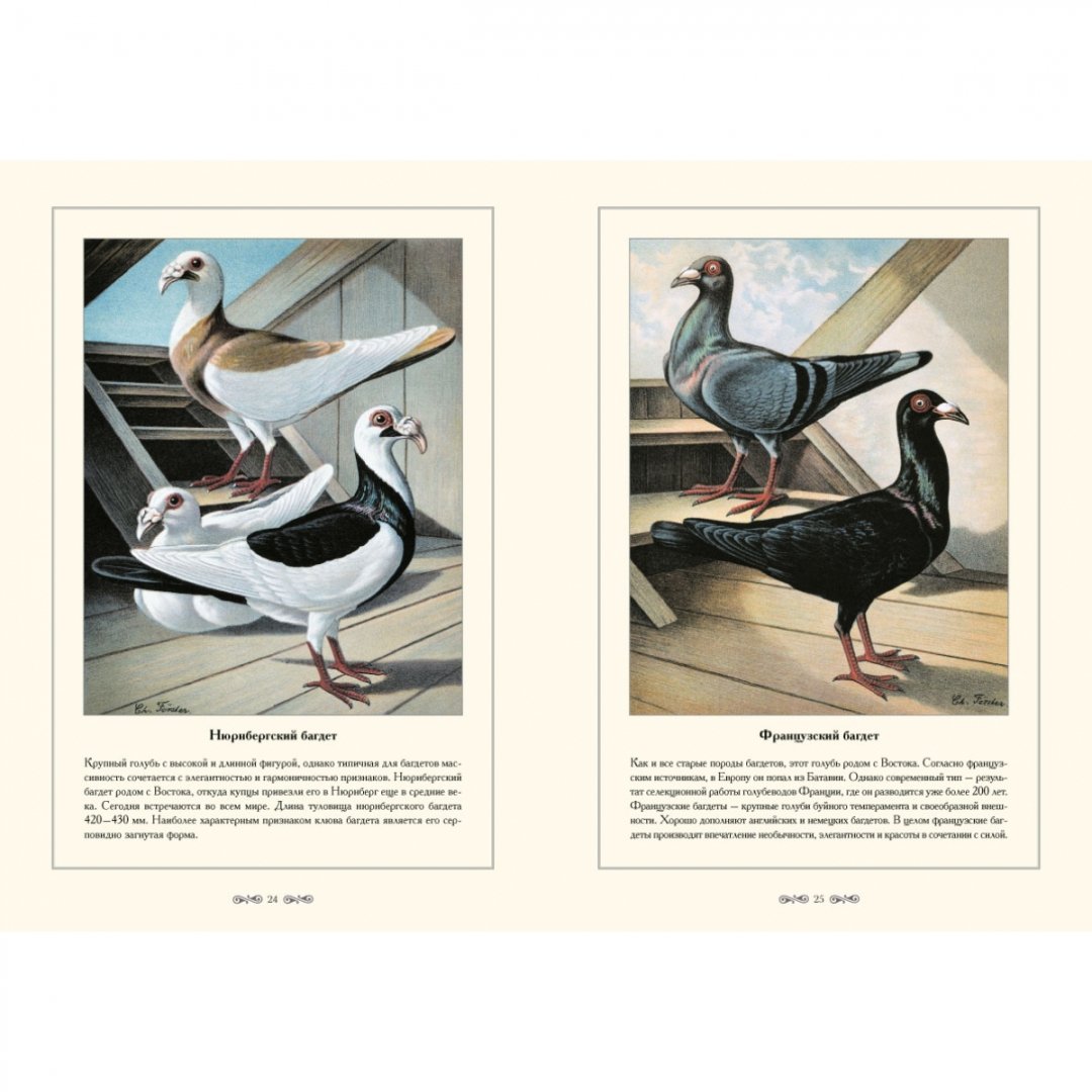 Иллюстрация 4 из 5 для Породы голубей - С. Иванов | Лабиринт - книги. Источник: Лабиринт