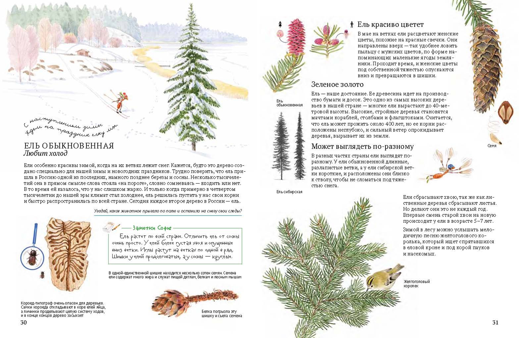 Иллюстрация 9 из 46 для Софи в мире деревьев - Стефан Каста | Лабиринт - книги. Источник: Лабиринт