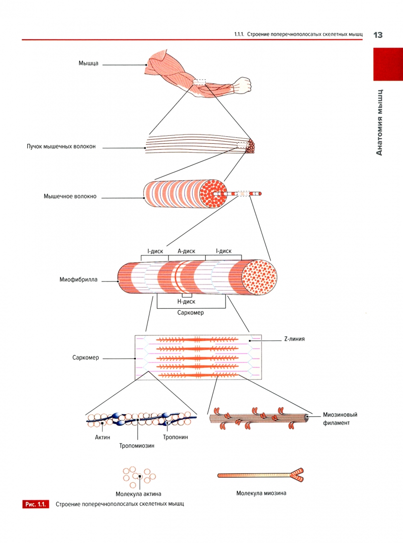 Каким номером на рисунке обозначена миофибрилла. Структуры скелетного мышечного волокна. Схема поперечно полосатого мышечного волокна. Схема строения скелетного мышечного волокна. Схема строения поперечнополосатых мышечных волокон.