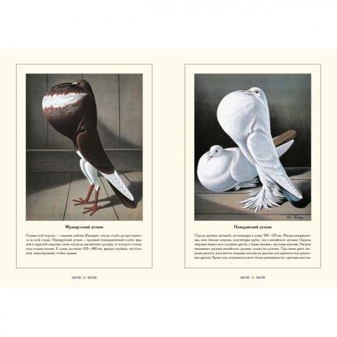 Иллюстрация 5 из 5 для Породы голубей - С. Иванов | Лабиринт - книги. Источник: Лабиринт