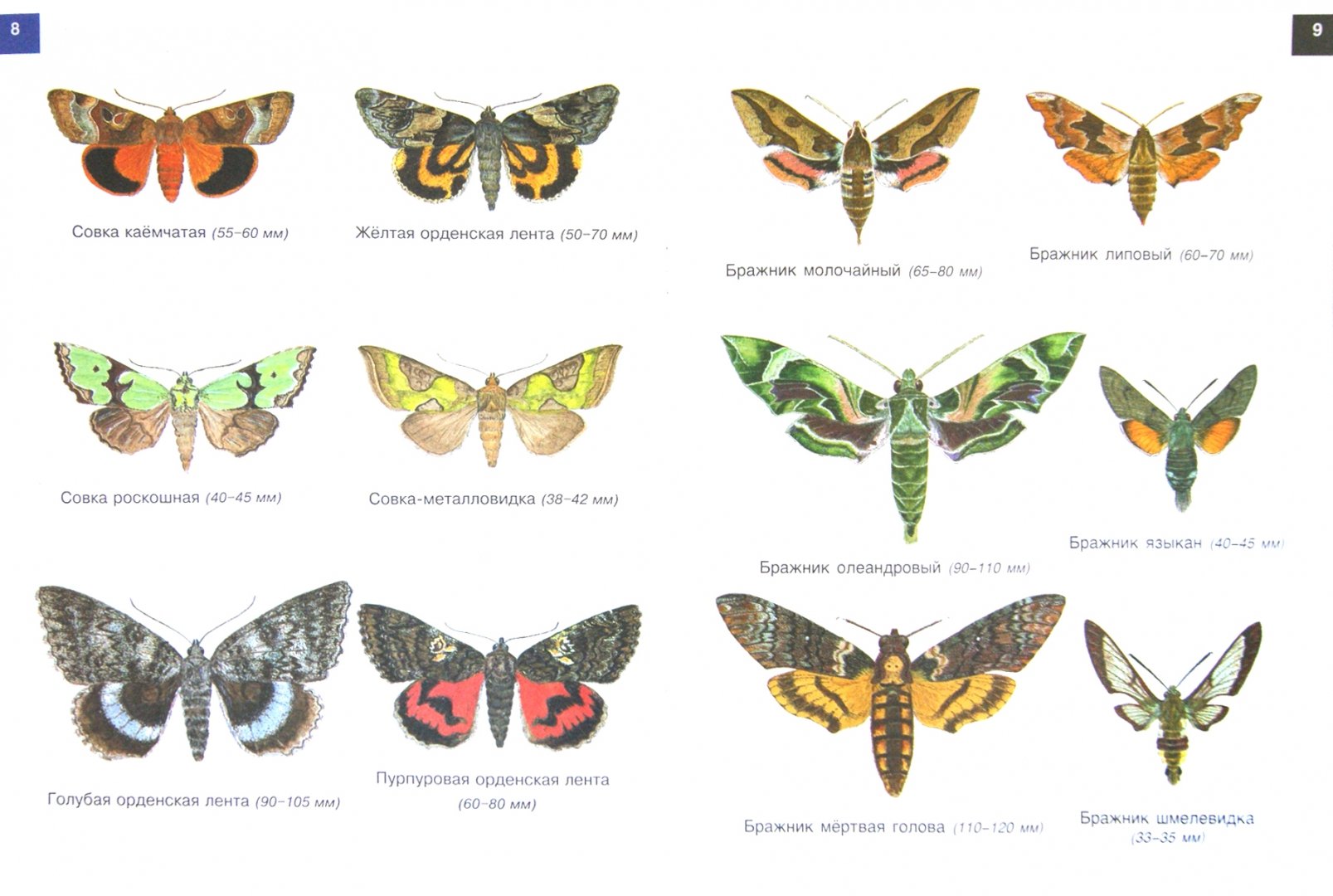 Иллюстрация 2 из 10 для От махаона до лимонницы. Бабочки | Лабиринт - книги. Источник: Лабиринт