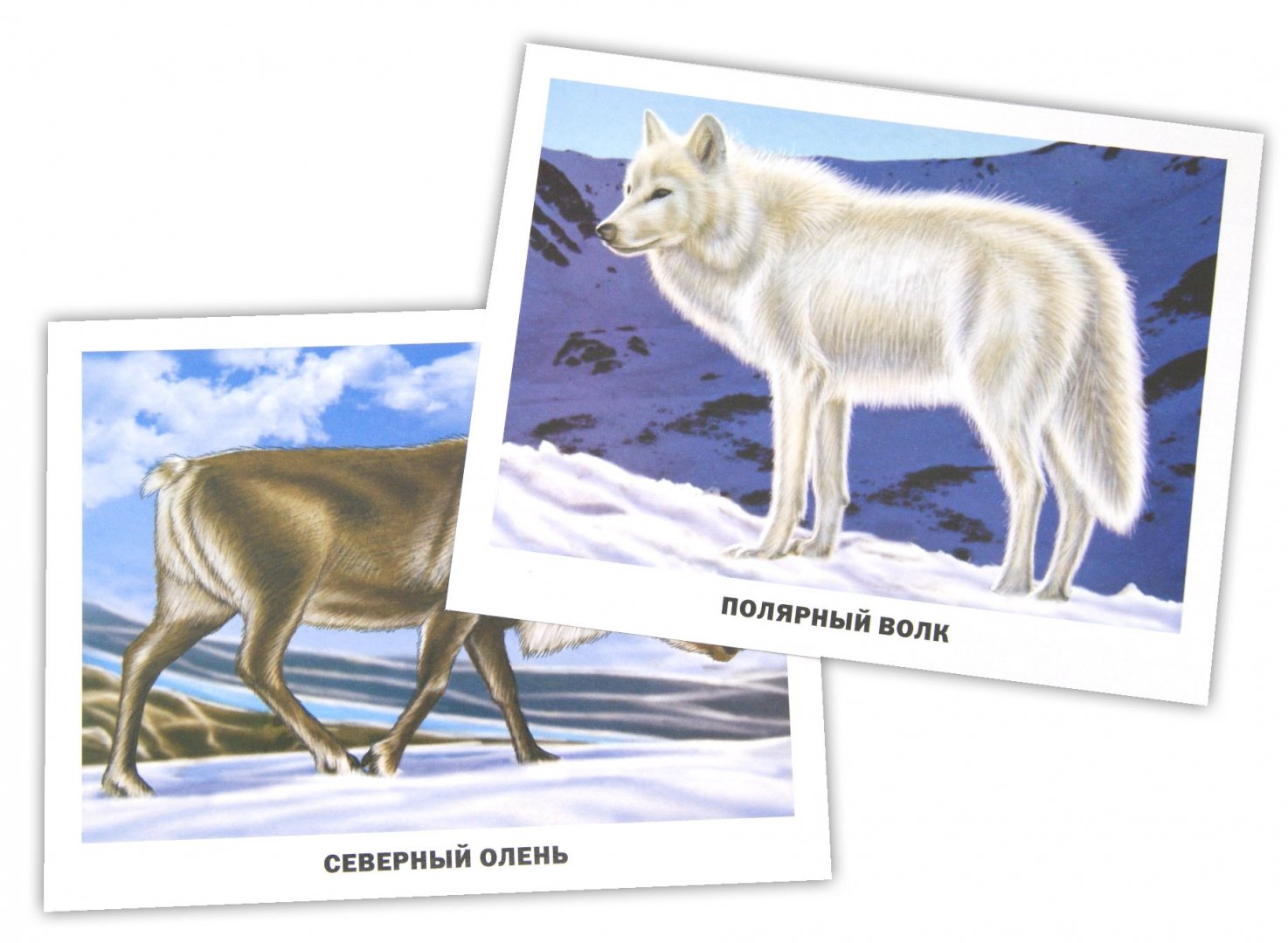 Иллюстрация 1 из 11 для Животные Арктики и Антарктики (16 карточек) | Лабиринт - игрушки. Источник: Лабиринт