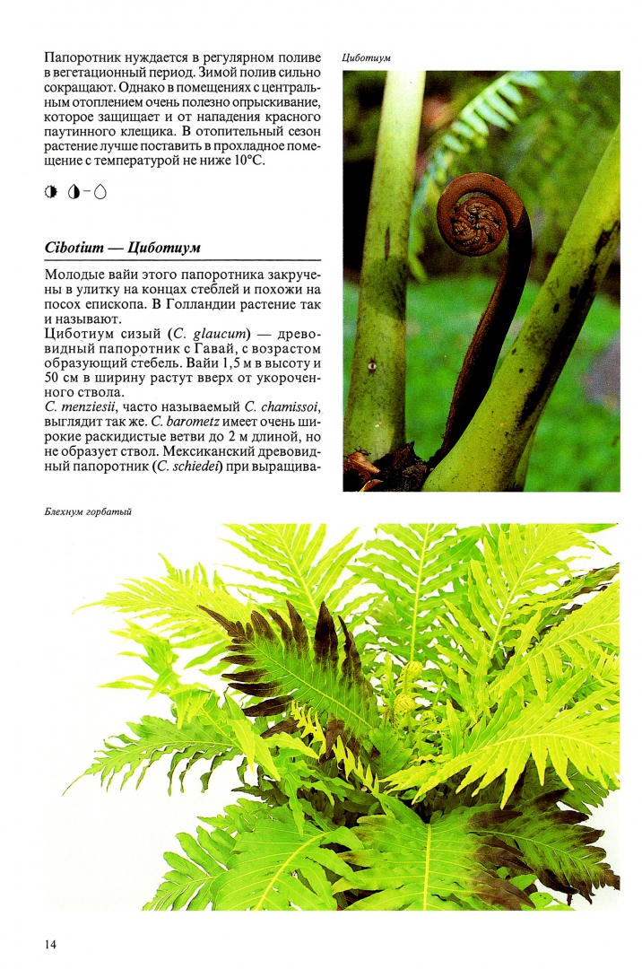 Иллюстрация 7 из 48 для Комнатные растения - Нико Вермейлен | Лабиринт - книги. Источник: Лабиринт