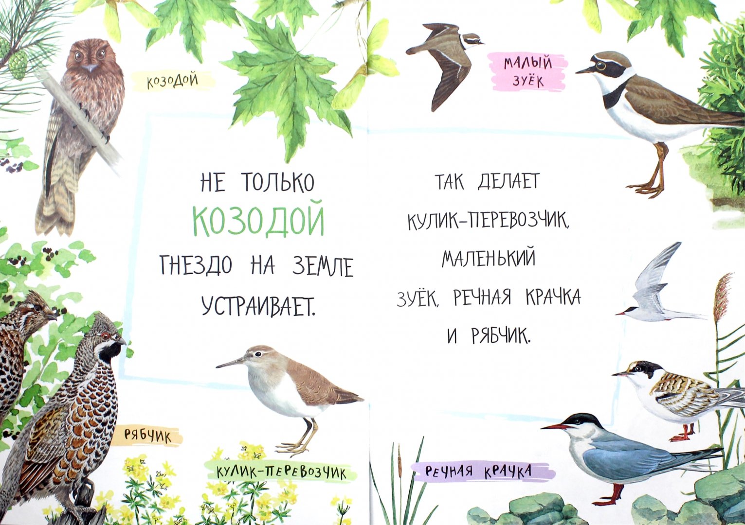 Иллюстрация 3 из 71 для Лесные домишки - Виталий Бианки | Лабиринт - книги. Источник: Лабиринт