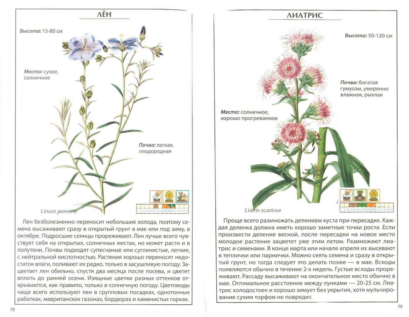 Иллюстрация 1 из 5 для Садовые цветы | Лабиринт - книги. Источник: Лабиринт